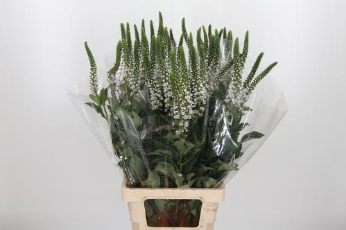 Lysimachia clethroides