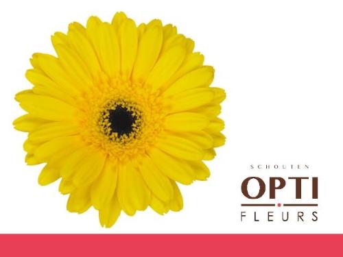 Gerbera grootbloemig 'Don Leo'