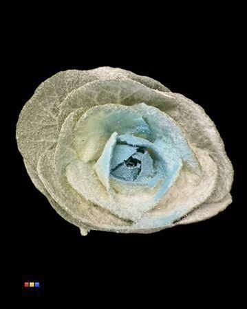 Brassica oleracea kleurbehandeld H%