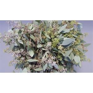 Eucalyptus per bos populifolia (met bes)