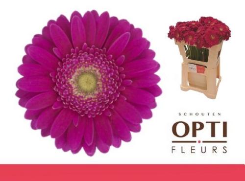 Gerbera mini 'Airplay'