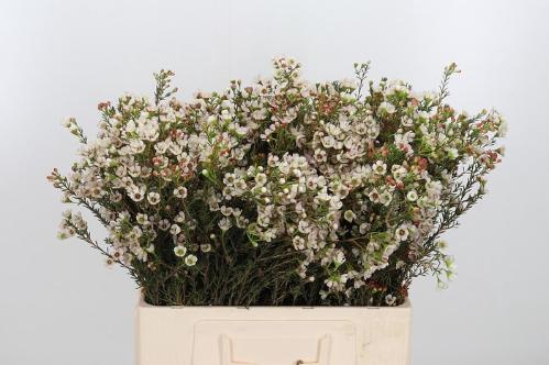 Chamelaucium uncinatum 'Ella'