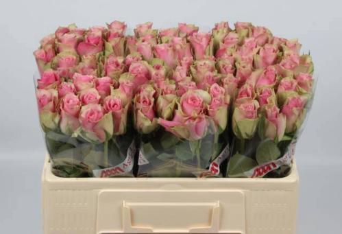 Rosa grootbloemig Belle Rose