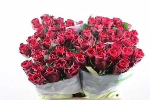 Rosa grootbloemig Red Tacazzi+