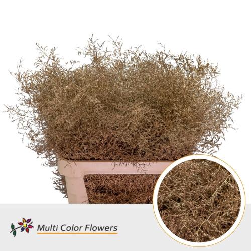 Limonium overig kleurbehandeld H%