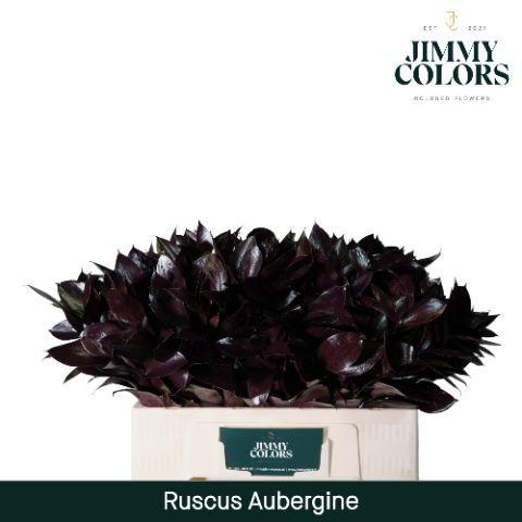 Ruscus kleurbehandeld H%