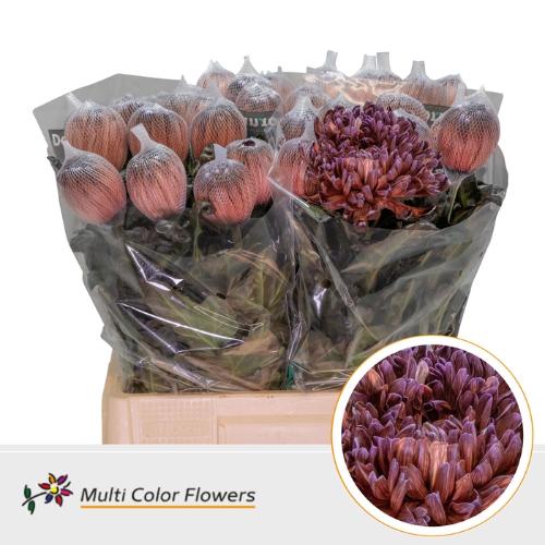 Chrysanthemum (Indicum Grp) geplozen Antonov kleurbehandeld H%