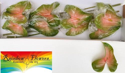 Anthurium Andreanum Grp 'Gabri