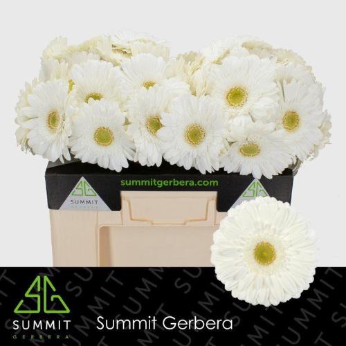 Gerbera grootbloemig Abe+