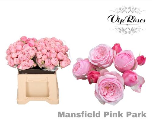 Rosa tros Mansfield Pink Park