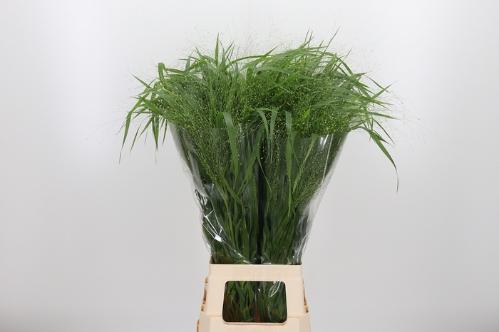 Panicum 'Fountain'
