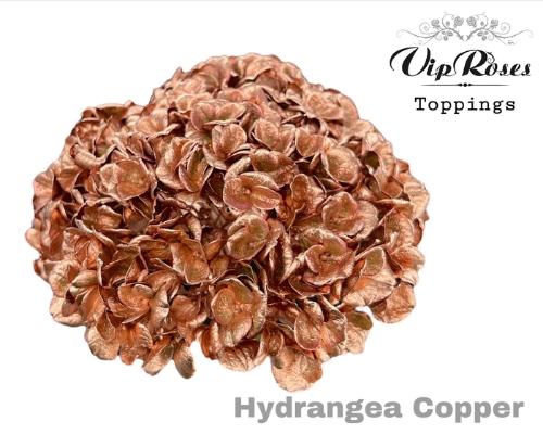 Hydrangea overig kleurbehandeld H%
