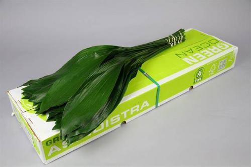 Aspidistra elatior per bos