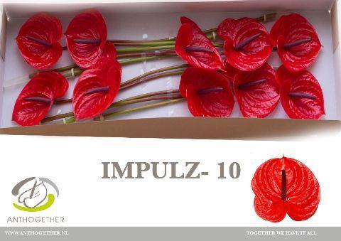 Anthurium (Andreanum Grp) Impulz