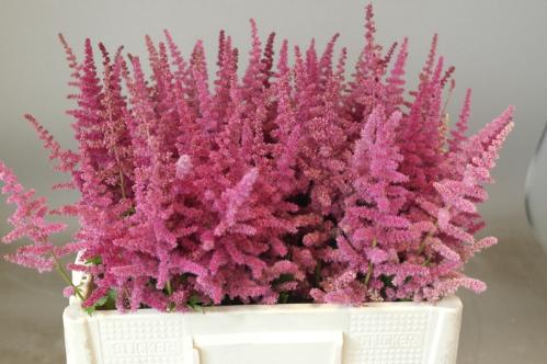Astilbe chinensis 'Loud and Proud'