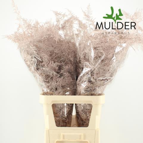 Asparagus overig kleurbehandeld H%