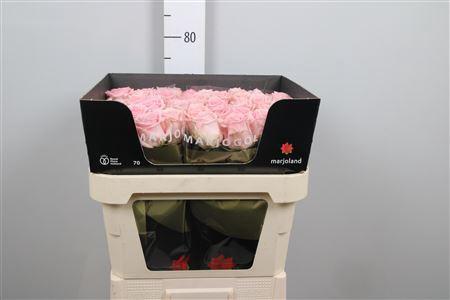 Rosa grootbloemig Sweet Dolomiti