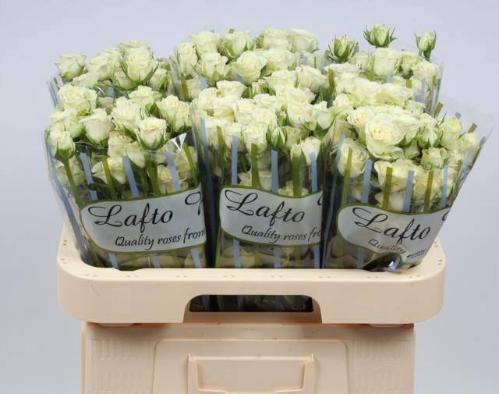 Rosa tros Snowflake
