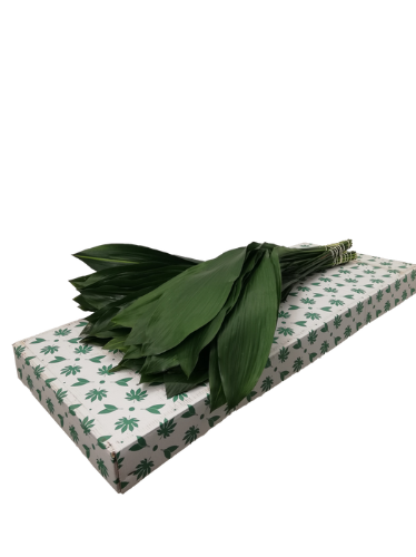 Aspidistra elatior per bos