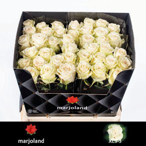 Rosa grootbloemig Dolomiti