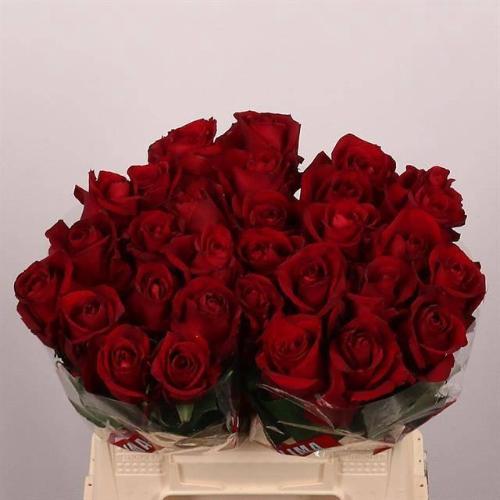 Rosa grootbloemig Ever Red