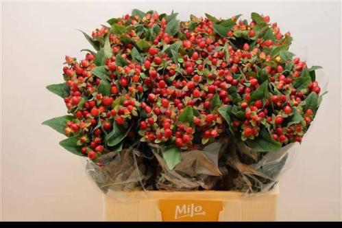 Hypericum inodorum Magical Triumph