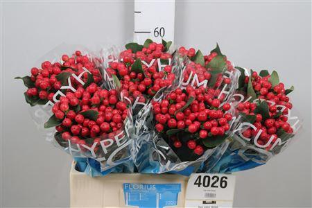 Hypericum Coco Tango