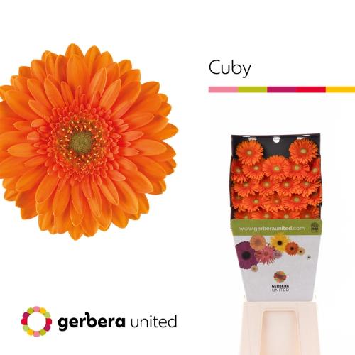 Gerbera mini 'Cuby'