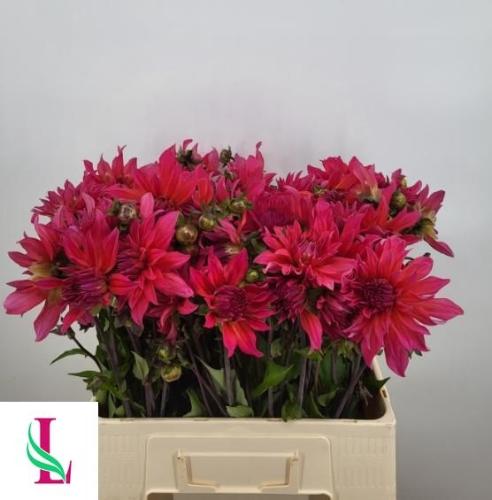 Dahlia (Decorative Grp) 'Pink Punk'