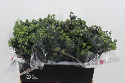 Eryngium planum Magical Purple Stars