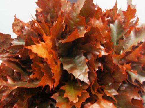 Quercus rubra kleurbehandeld H%