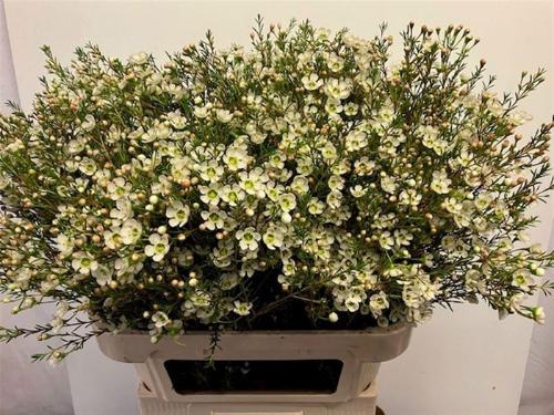 Chamelaucium megalopetalum 'Sirius'