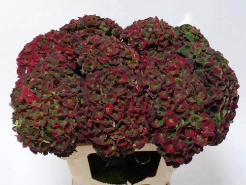 Hydrangea macrophylla Magical Charlotte (classic)
