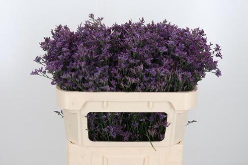 Limonium Piuma Dark Blue