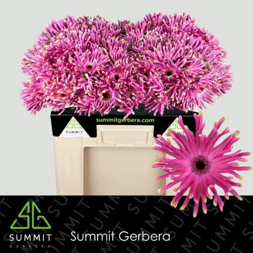 Gerbera grootbloemig krulvormig Pastini Vittoria