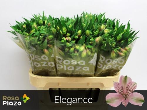 Alstroemeria Elegance