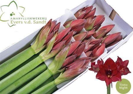 Hippeastrum Galaxy Grp 'Tinto Night'