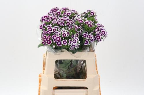 Dianthus barbatus 'Sweet Will Magenta Bicolour'