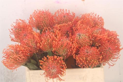 Leucospermum Ayoba Mandarin Zest