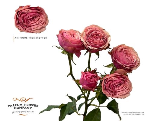 Rosa tros overig