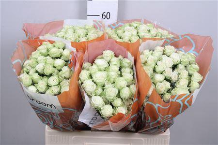 Rosa tros Green Glow