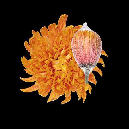 Chrysanthemum (Indicum Grp) geplozen Antonov kleurbehandeld H%