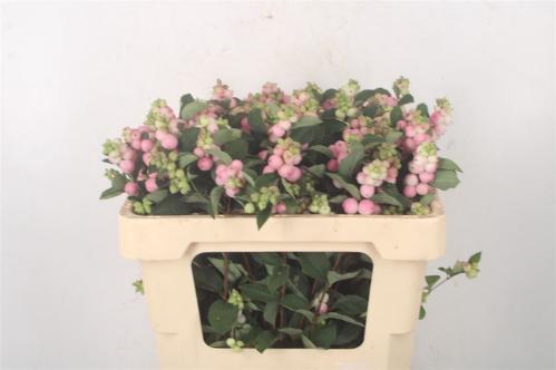 Symphoricarpos Magical Pride