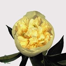 Paeonia Lactiflora Grp 'Duchesse de Nemours'