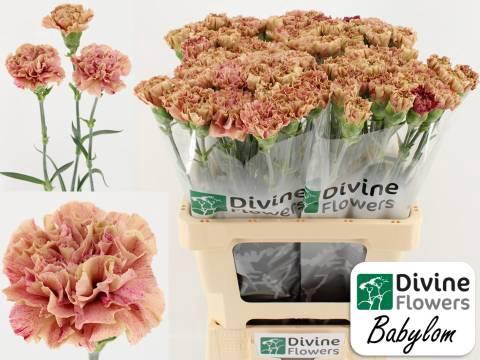 Dianthus standaard Babylon