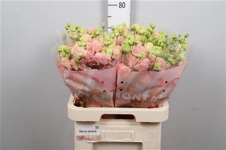 Eustoma russellianum gevuldbloemig 'Alissa Peach'