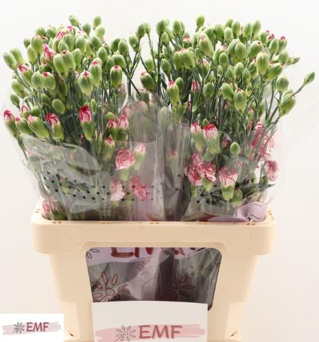 Dianthus tros Mini Bacarat