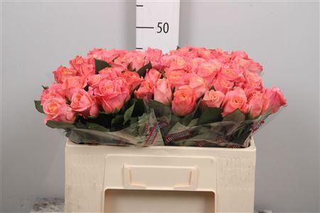 Rosa grootbloemig Miss Piggy+