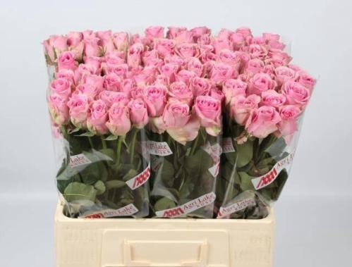 Rosa grootbloemig Wham