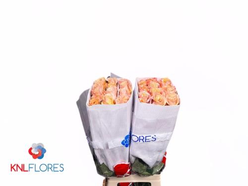 Rosa grootbloemig Shimmer